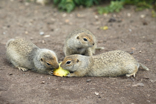 Фото экскурсии - Тур к водопадам северного склона Эльбруса и Джилы-Су из Кисловодска - 9