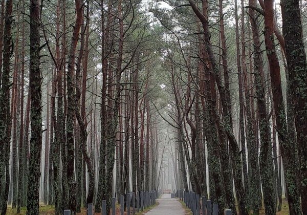 Путешествие к белым дюнам и синему морю: Куршская коса - фото 4