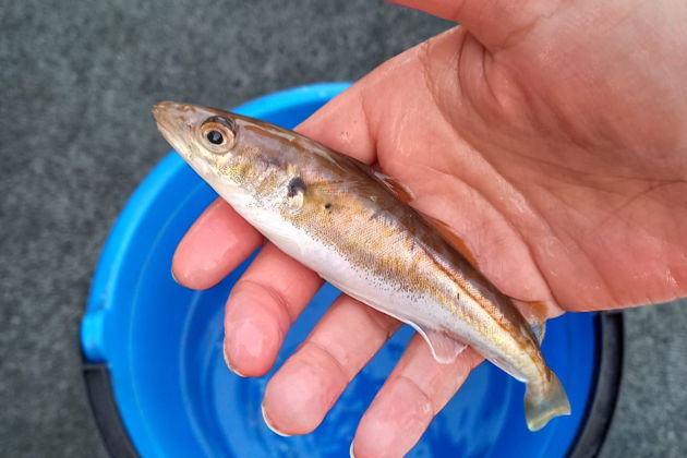 Фото экскурсии - Морская рыбалка в небольшой компании на тримаране с готовкой пойманной рыбы - 9