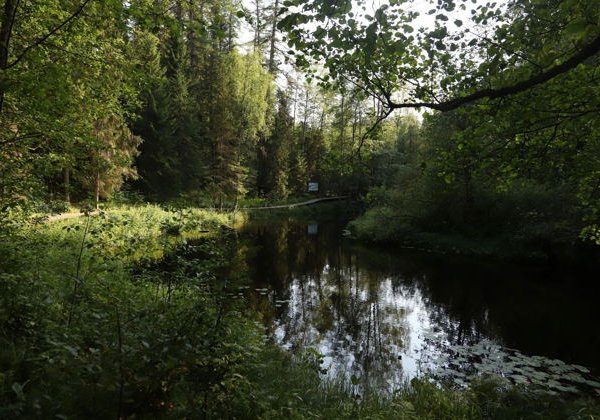 Линдуловская роща: аудиоэкскурсия по несерьезному экомаршруту - фото 1