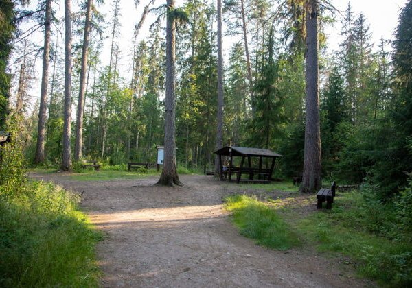 Линдуловская роща: аудиоэкскурсия по несерьезному экомаршруту - фото 4