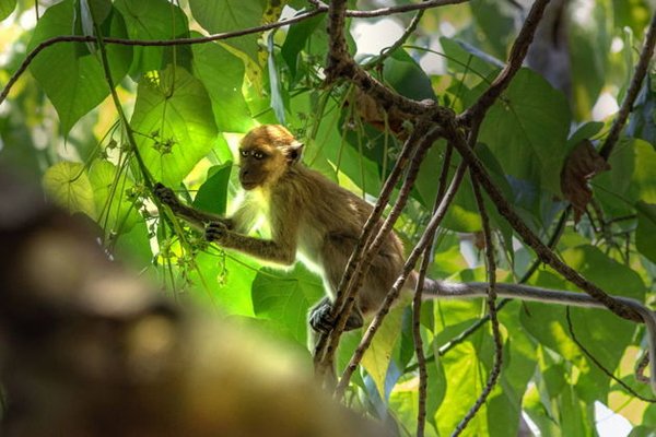Фото экскурсии Сафари в Као Лаке: встреча со слонами, живописная природа и яркие эмоции