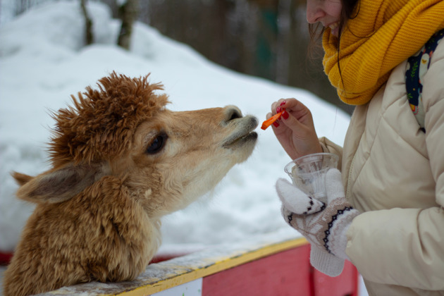 Фото - экскурсия: Ферма альпак и Кравцовские водопады: экскурсия к природным и животным достопримечательностям