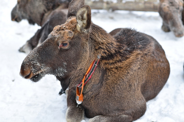 Фото - экскурсия: «Погостить у лосей» — индивидуальная автомобильная экскурсия на лосеферму