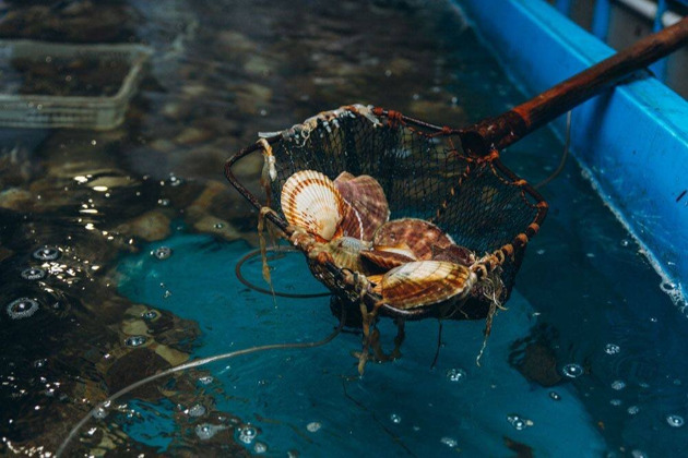 Фото - экскурсия: Божественные дары моря: экскурсия на мореферму бухты Воевода