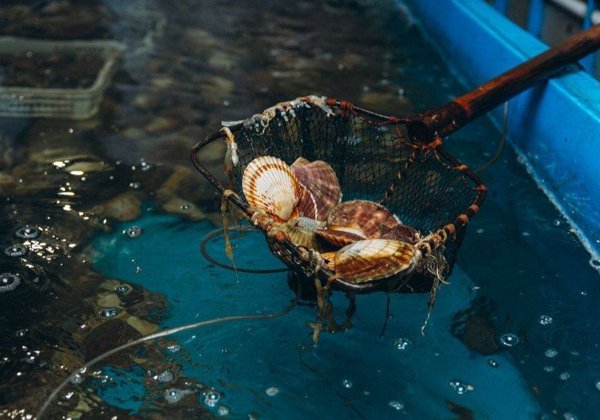 Божественные дары моря: экскурсия на мореферму бухты Воевода