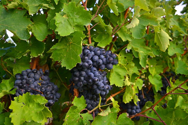 Фото экскурсии - Винодельня Арени и монастырь Нораванк: экскурсия по древним достопримечательностям - 8