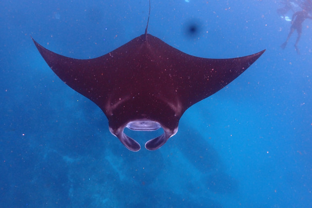 Фото - экскурсия: Снорклинг со скатами на острове Нуса Пенида