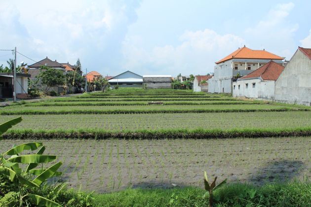 Фото экскурсии - Искусство и традиции балийских деревень - 5