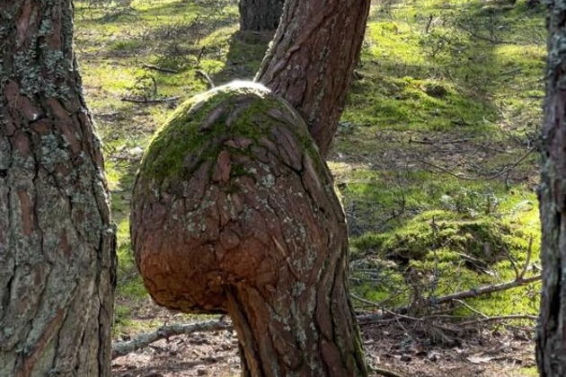 Фото экскурсии - Танцующий лес и золотые дюны Куршской косы: волшебство природы - 8