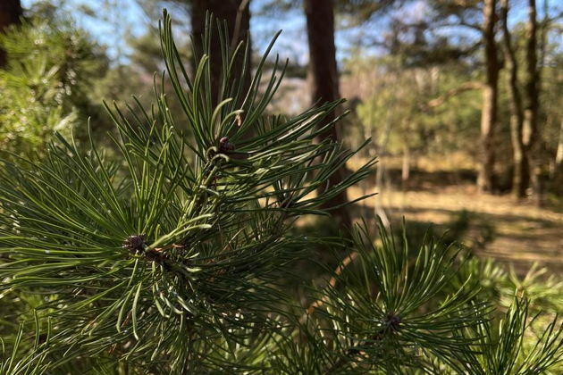 Фото экскурсии - Танцующий лес и золотые дюны Куршской косы: волшебство природы - 9