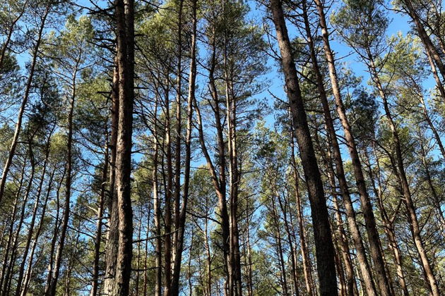 Фото экскурсии - Танцующий лес и золотые дюны Куршской косы: волшебство природы - 10