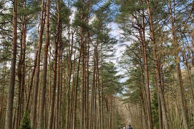 Фото экскурсии - Танцующий лес и золотые дюны Куршской косы: волшебство природы - 11