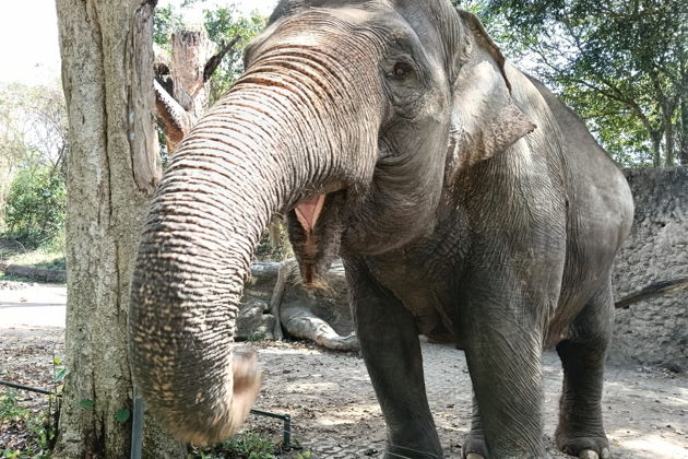 Фото экскурсии - Невероятное сафари и морской парк Бали: встреча с дикой природой - 9