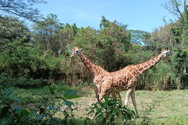 Фото экскурсии - Невероятное сафари и морской парк Бали: встреча с дикой природой - 10