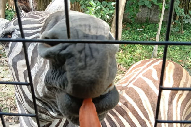 Фото экскурсии - Невероятное сафари и морской парк Бали: встреча с дикой природой - 11