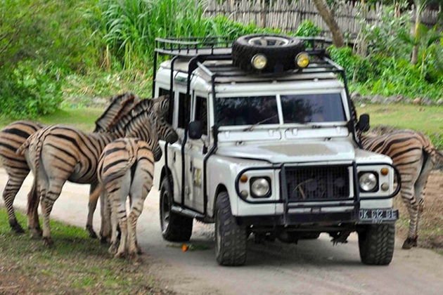 Фото экскурсии - Невероятное сафари и морской парк Бали: встреча с дикой природой - 13