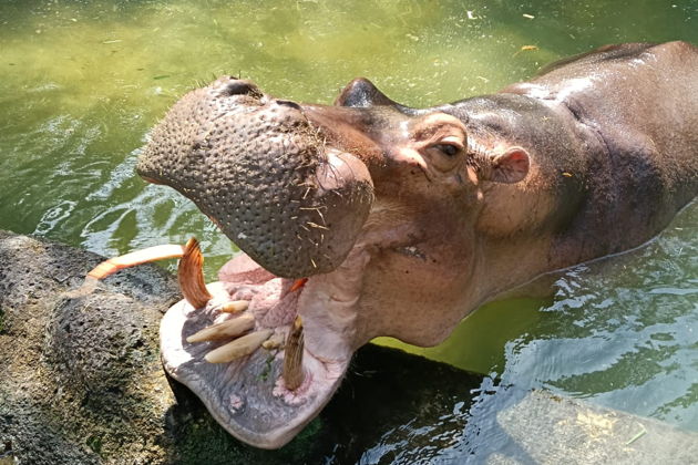 Фото экскурсии - Невероятное сафари и морской парк Бали: встреча с дикой природой - 14