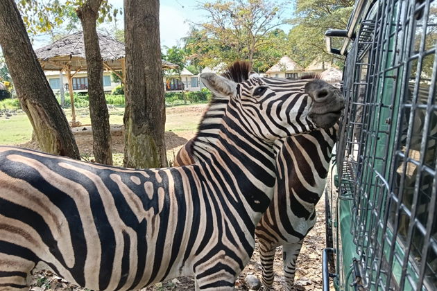 Фото экскурсии - Невероятное сафари и морской парк Бали: встреча с дикой природой - 15