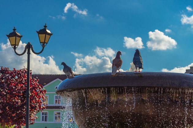 Фото экскурсии - Прогулка по Гвардейску: замок у слияния двух рек - 2