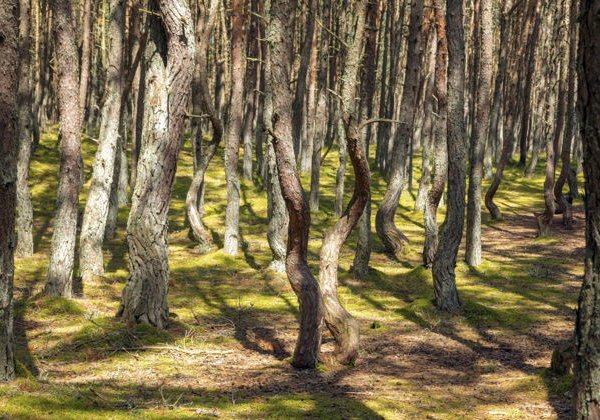 Из Светлогорска на Куршскую косу - фото 1