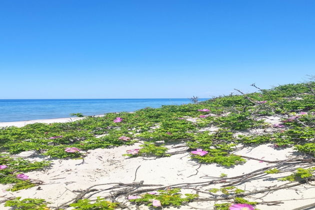 Фото экскурсии - Экскурсия на Куршскую косу из Светлогорска - 9