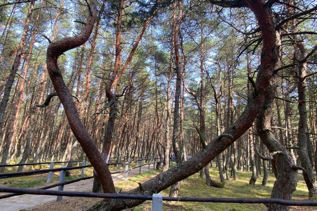 Фото экскурсии - Экскурсия на Куршскую косу из Светлогорска - 5