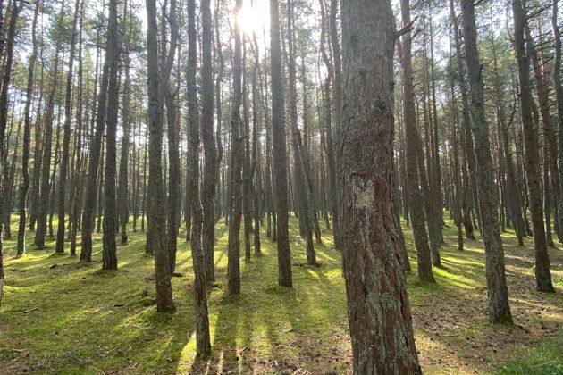 Фото экскурсии - Экскурсия на Куршскую косу из Светлогорска - 6
