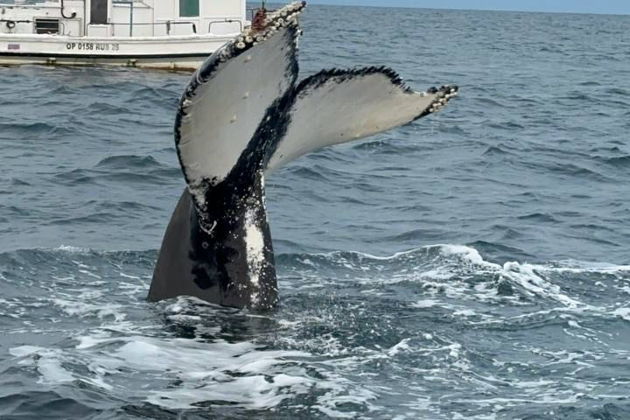 Экскурсия в Териберку + выход в Баренцево море-3