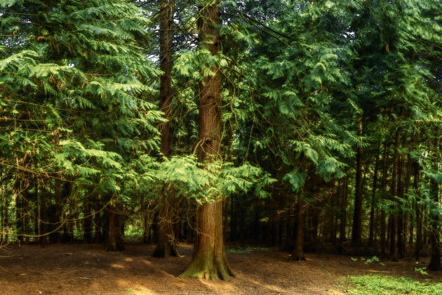 Фото экскурсии - Экскурсия на Куршскую косу и в замок Нойхаузен или Шаакен Дорф из Светлогорска - 5