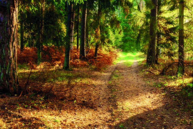 Фото экскурсии - Экскурсия на Куршскую косу и в замок Нойхаузен или Шаакен Дорф из Светлогорска - 6