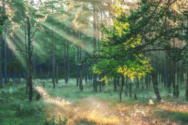 Фото экскурсии - Экскурсия на Куршскую косу и в замок Нойхаузен или Шаакен Дорф из Светлогорска - 7