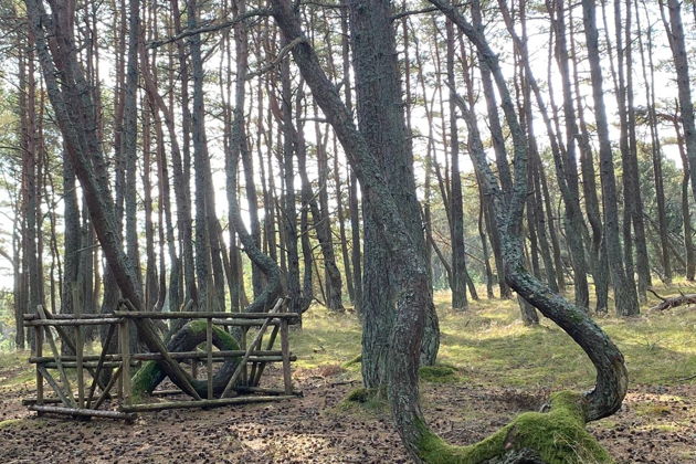 Фото экскурсии - Экскурсия на Куршскую косу и в замок Нойхаузен или Шаакен Дорф из Светлогорска - 5