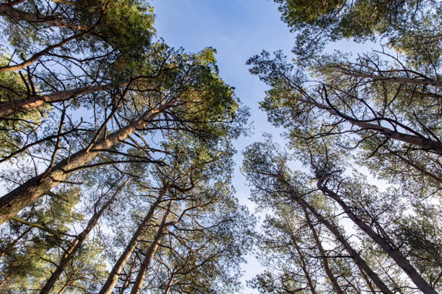 Фото экскурсии - Экскурсия на Куршскую косу и в замок Нойхаузен или Шаакен Дорф из Светлогорска - 7