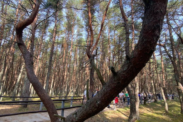 Фото экскурсии - Экскурсия на Куршскую косу и в замок Нойхаузен или Шаакен Дорф из Светлогорска - 8