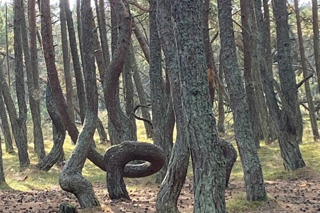 Фото экскурсии - Экскурсия на Куршскую косу и в замок Нойхаузен или Шаакен Дорф из Светлогорска - 9