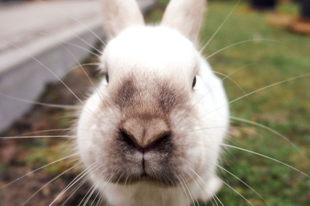 Фото экскурсии - Форты и бастионы Кенигсберга - 13