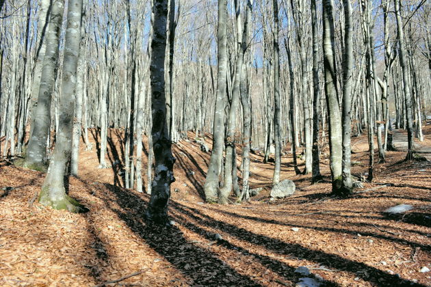 Фото экскурсии - Волшебный лес Сабадури и Тианети - настоящая сказка в Грузии - 1