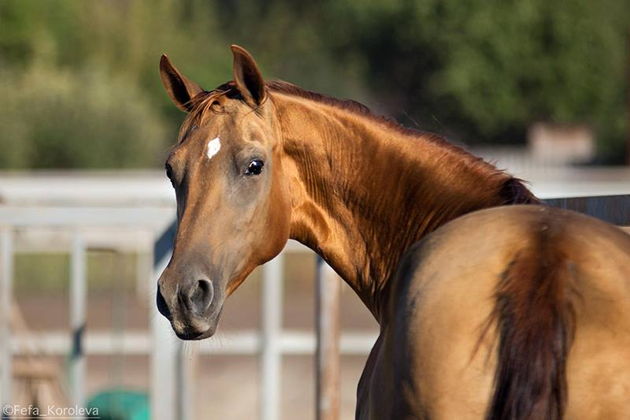Фото экскурсии - Погружение в мир дикой природы заповедника - 1