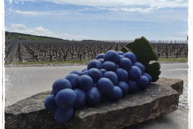 Фото экскурсии - Винный тур по Краснодарскому краю: янтарные гроздья кубанских виноделен - 10