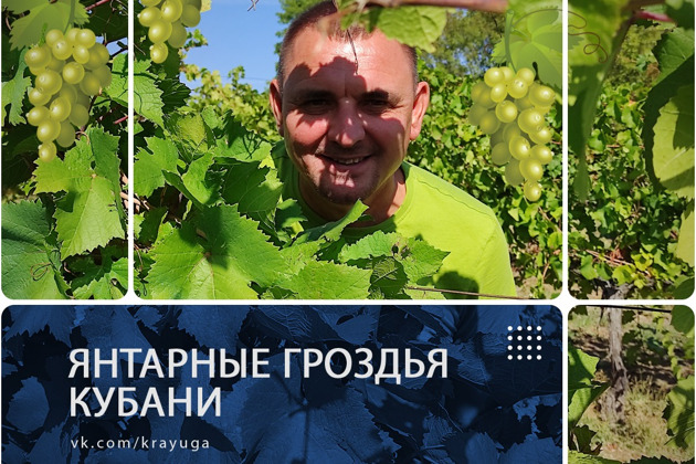Фото - экскурсия: Винный тур по Краснодарскому краю: янтарные гроздья кубанских виноделен