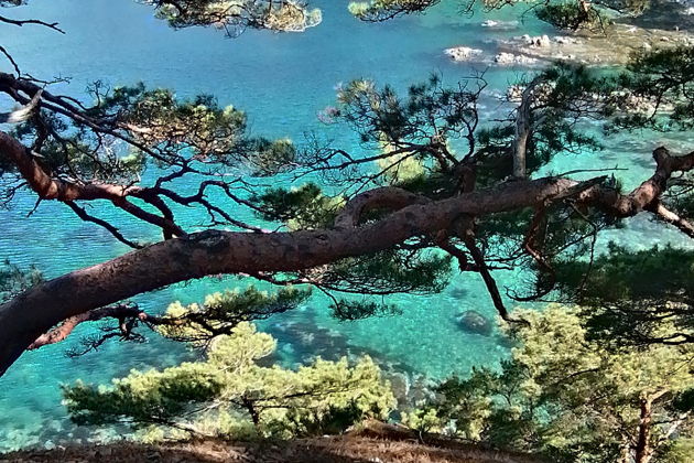 Фото экскурсии - Морской заповедник Гамова: бирюзовые воды и редкие японские сосны - 8