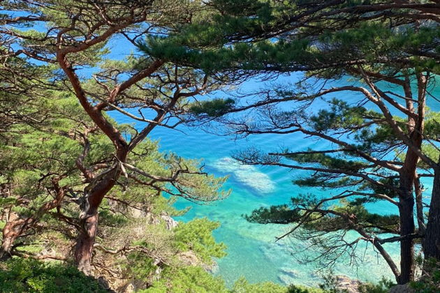Фото экскурсии - Морской заповедник Гамова: бирюзовые воды и редкие японские сосны - 10