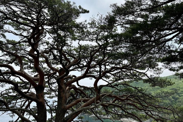 Фото экскурсии - Морской заповедник Гамова: бирюзовые воды и редкие японские сосны - 11