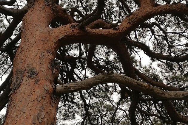 Фото экскурсии - Морской заповедник Гамова: бирюзовые воды и редкие японские сосны - 14