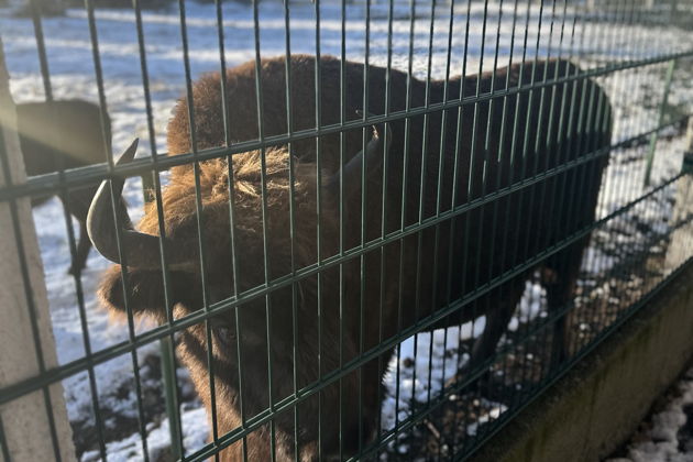 Фото экскурсии - Организуем поездку из Минска к Брестской крепости и в Беловежскую пущу с возвращением обратно - 7