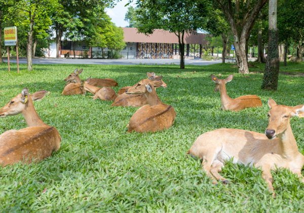 Сафари парк: шоу со слонами и тиграми, кормление животных из джипов - фото 1