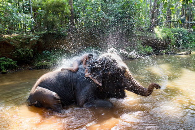 Фото - экскурсия: Слоны и тигры Индии в мире дикой природы