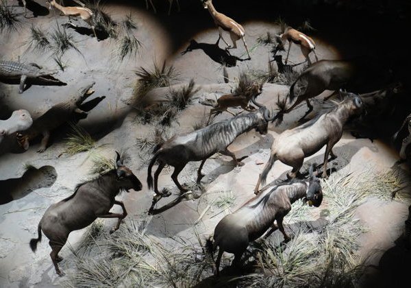 Билеты в Шанхайский музей естественной истории - фото 4