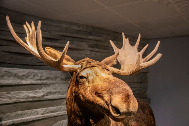 Фото экскурсии - Забронируйте входные билеты в Шанхайский музей естественной истории - 5